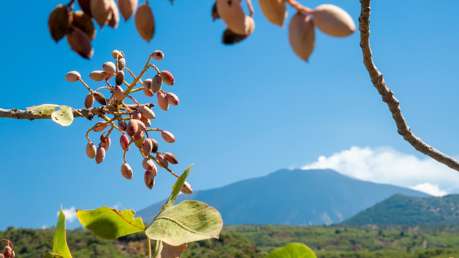 L'Etna dietro una pianta di Pistacchio, vista da Bronte