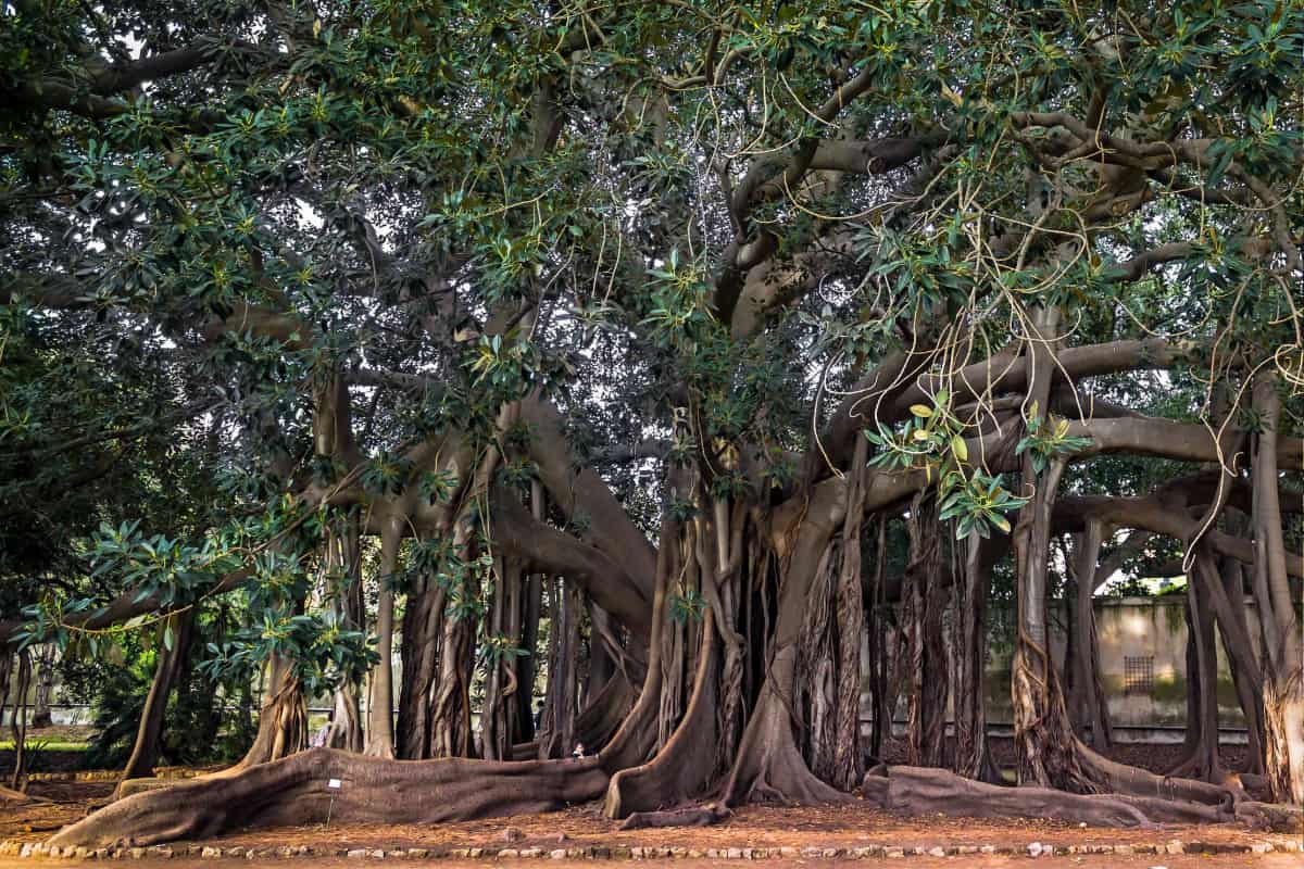 Il ficus del Giardino Garibaldi a Palermo