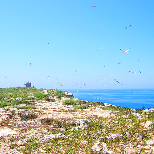Isola di Lampione